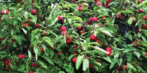 Zašto šljiva ne daje plod i šta da radimo